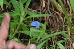 Commelina longifolia